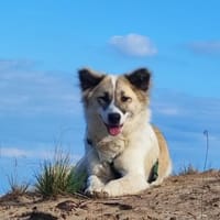 Emily, Hündin zur Adoption