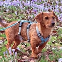 SARDEDDU - auf PS in München, Hund zur Adoption