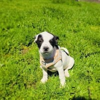 Diva ein französischer Bulldoggen Mix, Hündin zur Adoption