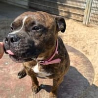 Frodo, Hund zur Adoption