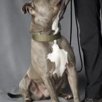 Achim, Hund zur Adoption