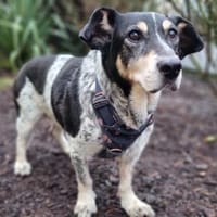 Terra, Hündin zur Adoption