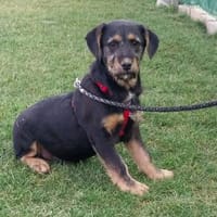 Ayla, Hündin zur Adoption