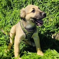 Heidi außergewöhnlich lieb, Hündin zur Adoption