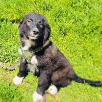 Snickers ein liebes Kerlchen, Hund zur Adoption