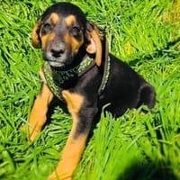 Kiwi sucht ein Zuhause, Hündin zur Adoption