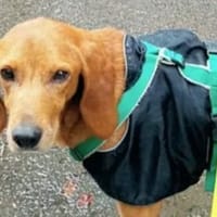 PIETRO BRAUCHT IHRE HILFE!, Hund zur Adoption