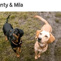 Brackenpärchen sucht liebevolles Zuhause, Hund zur Adoption