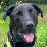 NICKI sucht Menschen mit Hundeerfahrung., Hund zur Adoption