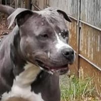 Sancho, Hund zur Adoption