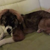 Wer schenkt dem tollen Grady sein Herz?, Hund zur Adoption