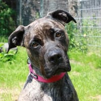 Cora, Hündin zur Adoption