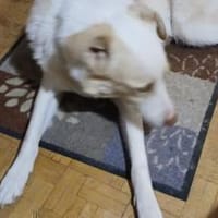 Albus sucht seinen sicheren Hafen, Hund zur Adoption