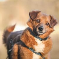 Mischling Lenny sucht, Hund zur Adoption