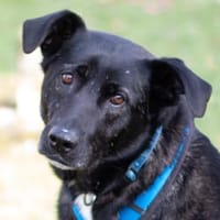 ONYX - menschenbezogen&verschmust, Hund zur Adoption