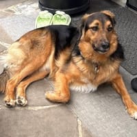 🍀 Lenny sucht ein neues Zuhause, Hund zur Adoption