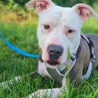 Milko, Hund zur Adoption