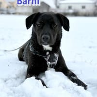 Vermittlungshilfe Barni; Ebersdorf b. C., Hund zur Adoption