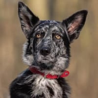 Foxy hätte so gerne endlich eine Familie, Hündin zur Adoption