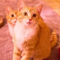 Drei junge Strohmer suchen ihre Familie, Kater zur Adoption