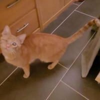 Zutraulicher Sully, Kater zur Adoption