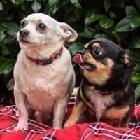 FÜRI und DOBBY-CHI sind unzertrennlich, Hund zur Adoption