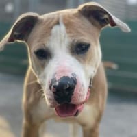 Luna, Hündin zur Adoption