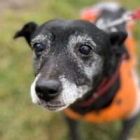 Kleine Omi BELA, Hündin zur Adoption