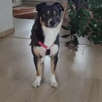 Soziale SELINA sucht ruhiges Zuhause♥, Hündin zur Adoption