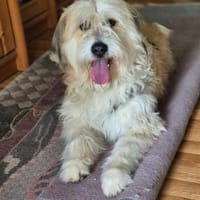 Zutrauliche NASI sucht Dringend ‼🆘‼, Hündin zur Adoption