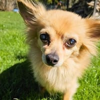 Trever - ist blind, Hund zur Adoption