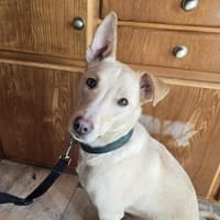 Smiorchi ❤ wartet in 26629 Großefehn, Hund zur Adoption