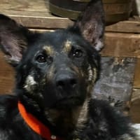 Willow, von der Kette gerettet, Hündin zur Adoption