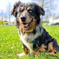 Bilbo - ist offen&verschmust, Hund zur Adoption