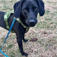 Juni - lebensfroh&aktiv, Hündin zur Adoption