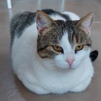 Gemütliche Frida sucht ihr Traumzuhause, Katze zur Adoption