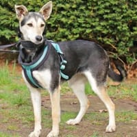 Chimera liebt die Menschen, Hündin zur Adoption