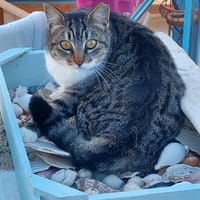 Scheue Fienchen sucht ihr Glück, Katze zur Adoption