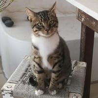 Schmusekater Rico sucht Zuhause, Kater zur Adoption