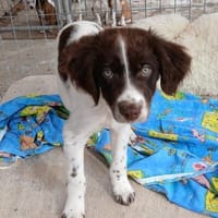 Mailo - einfach zum knuddeln, Hund zur Adoption