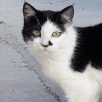 Entspannte Viona sucht ruhiges Zuhause, Katze zur Adoption