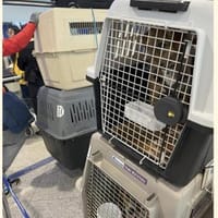 Flugpaten für Hunde und Katzen gesucht, Hund zur Adoption