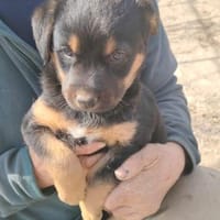 Milo, Hund zur Adoption