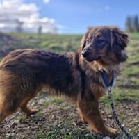 Balou - kleiner Wirbelwind🍀, Hund zur Adoption