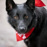 Schönheit Emma in 45138 Essen, Hündin zur Adoption