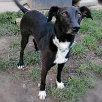 Vespa - Zuhause gesucht, Hündin zur Adoption