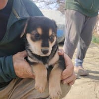 Draco, Hund zur Adoption
