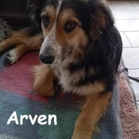 Arven  Rohdiamant sucht liebevolles ..., Hündin zur Adoption
