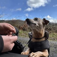 Theo, Hund zur Adoption