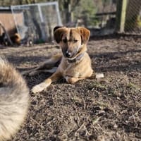 Annie - unkomplizierte Hündin🍀, Hündin zur Adoption